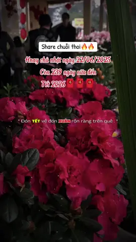 Còn 239 ngày nữa nha mn #tet2026 #nhacxuan #nhachaymoingay 