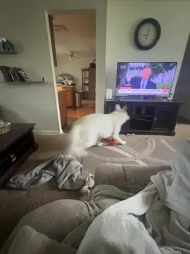 POV you’re the camera in our house #fyp #dog #funny #viral #trending 