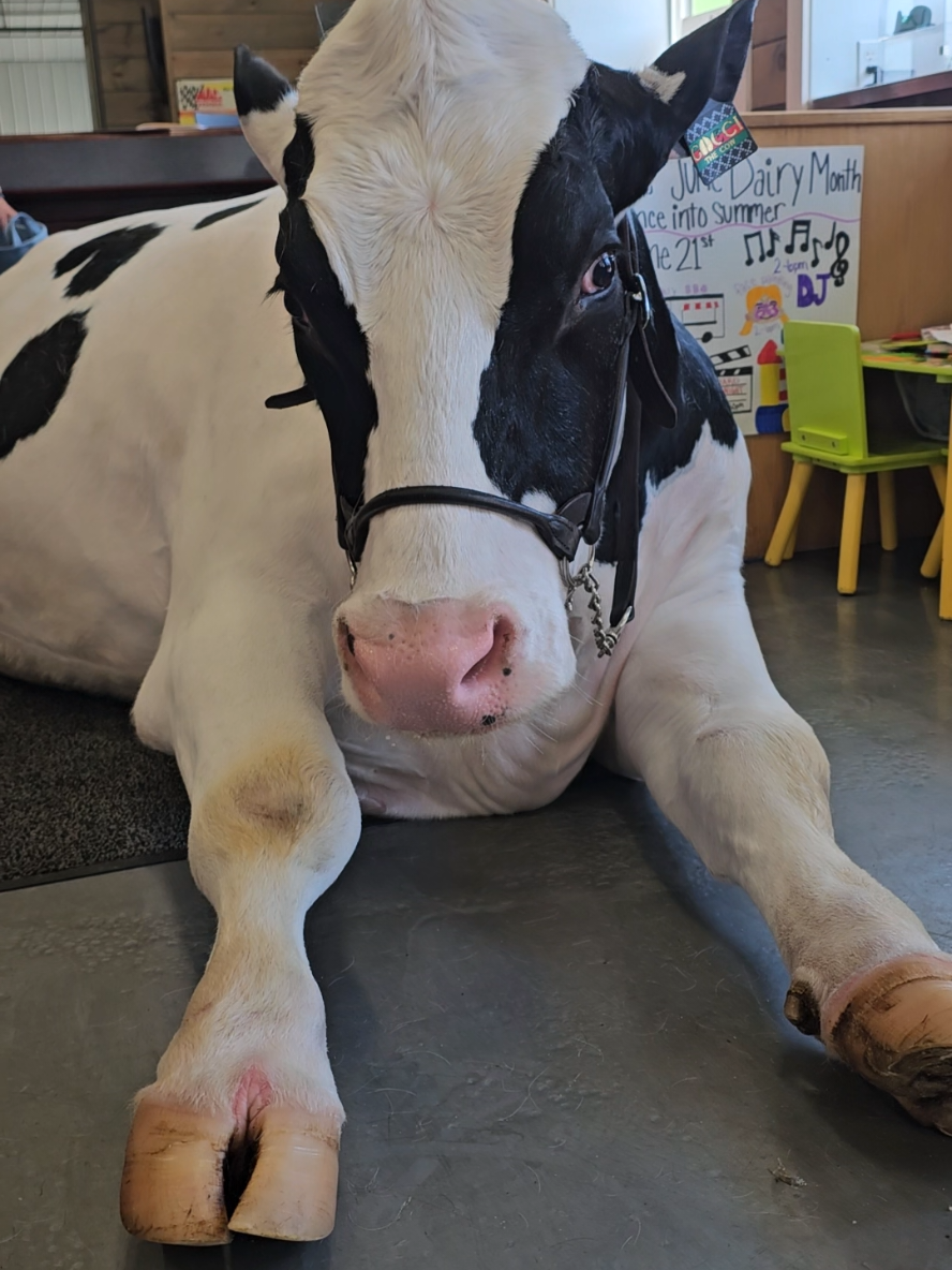 Happy Dairy Month!! Brought my side-kick Gucci the Cow to the local Ice Cream spot! We travel all across Iowa visiting bars, events, and even Tailgaiting at the Iowa VS Iowa State Football Games! #guccithecow #fyp 