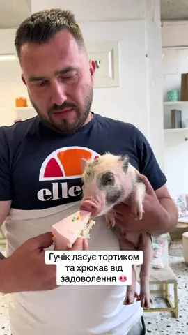 Гучік ласує тортиком та хрюкає від  задоволення 🐽 … #пі #piglet #piglets #minipig #minipigsoftiktok #minipigs #pig #piggy #piggycafe #мініпіг #минипиг #минипиги #свинкапеппа #свинки 