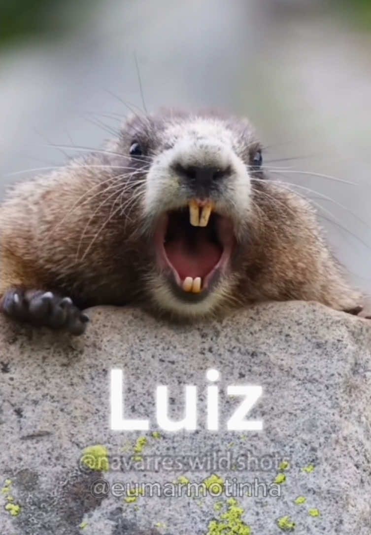 Eu Marmotinha Gritando Luiz #marmota #marmotas #marmotagritando #marmotanavoz #marmotalegal #Eumarmotinha #tiktok#CapCut 