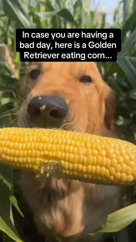 Send this to someone who’s had a bad day 🐶😭 #RoadTo18M #Pubity  (Alanna Fluttert via ViralHog)