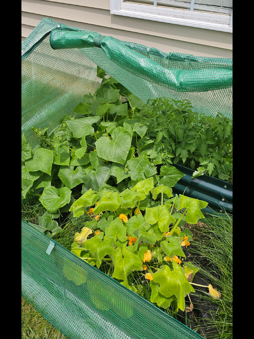 #RaisedMetalOvalGarden  #BestChoiceProducts4x2x1ft O