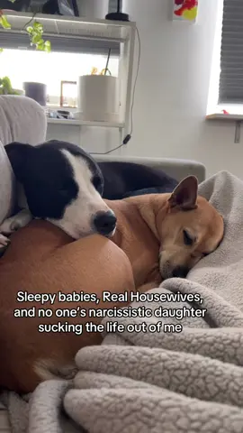 happy place 🥰 #dogmom #catmom #rhom #realhousewives #narcissistsurvivor 