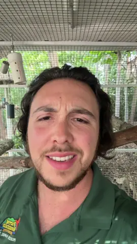 We rocking 😎 🦜 #parrotmountain #parrots #viral #greatsmokymountains #pigeonforge #gatlinburg #tennessee #fyp #foryou #rockyourbody 