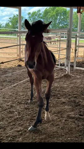 My heart utterly breaks for this baby. Tagged and chipped to head to Mexico. I can’t guarantee his future, but he deserves our help.  PLEASE donate to help him and PLEASE PLEASE share this video!! Donations can be made through: Venmo: storeybrookfarm Paypal: storeybrookfarm Donorbox: linked in bio (accepts all major credit cards) #help #theyneedourhelp #horserescue #animalrescue #rescueanimals #helpushelpthem #pleasehelp #fyp #horsesanctuary #equestrianlife 
