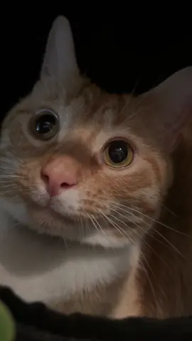 bro i’m gonna take him on a walk in this #catcarriers #catcarrierbackpack #backpack #catsoftiktok #catlover #wilson #catcarrierforlongtravel #catbackpack #catbackpackcarrier #tiktokshop #tiktokmademebuyit #tiktok #trending #Tatcha #fypシ゚viral 