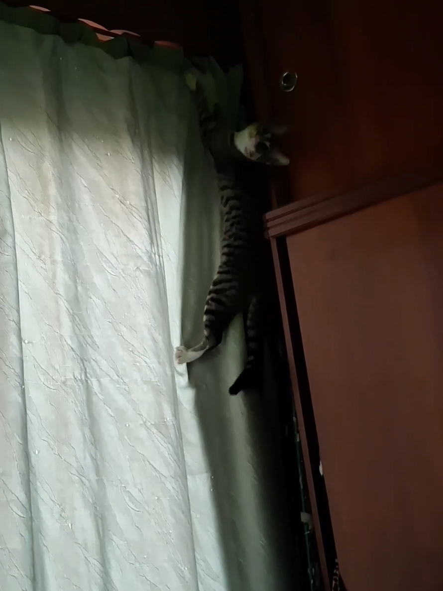 Un clona para Nala🙏😩                                     #gatos #fyp #paratii 