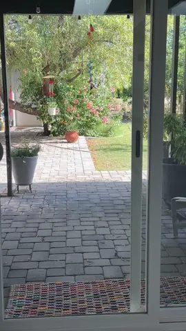 More quail babies! I watched them walking up towards my patio and was able to catch them walking by. SO so cute!! My cat was only mildly interested and thankfully is an indoor only cat. 