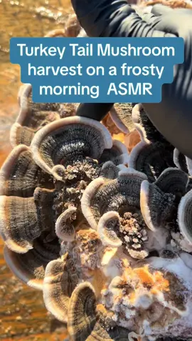 Today im harvesting Turkey Tail Mushroom after the morning Frost.these gorgous conks shimmer in the morning light. Enjoy this #asmrvideo of the Harvest.  #asmr #turkeytailmushroom #mushroomasmr #functionalmushrooms 
