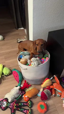 In honor of national dachshund day, here’s Rocky 😂 #fyp #dachshundday #foryou #weenie #doxiesoftiktok #weinerdog #minidachshund 
