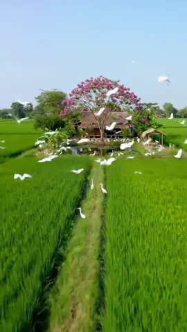 cảnh đẹp đồng quê thật yên bình#canhdongque #cuocsongthonque #quexua #bebamientay #yenbinh #canhdepmientay #8x9x #nhala 