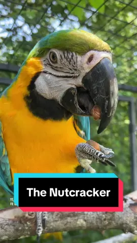 Let's see what Amanda, the blue and gold macaw, can do with some common seeds and nuts. That beak carries some serious force! I'm glad she would rather use it on snacks than me #macawbeak #parrotfeeding