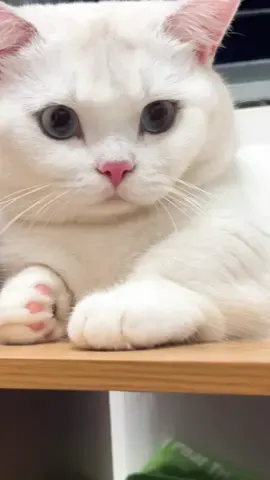 Zoom cận cảnh gương mặt bé Tuệ có đáng yêu hong ạ😘😘😘😘#LoveHomeCatsClip #mèodễthương #meow #cutepet #cats #catsoftiktok #viral #xuhuong 