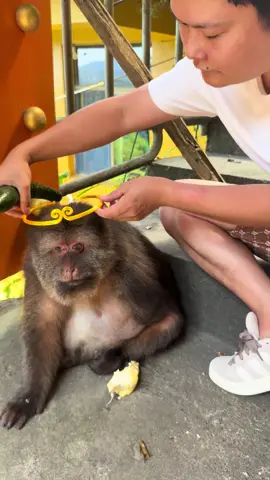 #monkey #monkey #xingxing #cute #lovely 