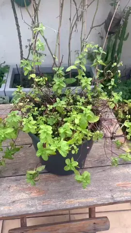 reconstrua seu hortelã #receita e dicas