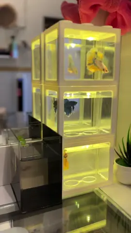 #aquariumestetik #aquariumcupang #aquarium #aquariumdesign #masukberandafyp 