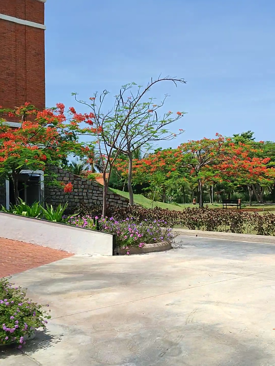 Giữa không gian yên bình của TTC Resort, hoa phượng rực đỏ như điểm tô mùa hạ trên nền trời xanh biếc. Những tán phượng nghiêng mình soi bóng xuống hồ bơi, vừa lãng mạn vừa hoài niệm, tạo nên khung cảnh nên thơ níu chân người lữ khách. #xuhuong #trending #viraltiktok #fyp  #TTCResort #HoaPhượng #MùaHạ #CheckinResort #PhượngNởRồi #ChillCùngThiênNhiên #NinhChữ #ResortBiển #MùaHèRựcRỡ #KhungCảnhLãngMạn #DuLịchNinhThuận #SummerVibes 