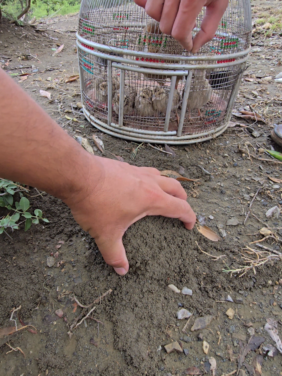 Termites Feed For Chicks  #trending #teetar #birdslover #foryoupage 
