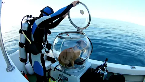 What other dog or animal would you like to see underwater next to sea life? 🐠 