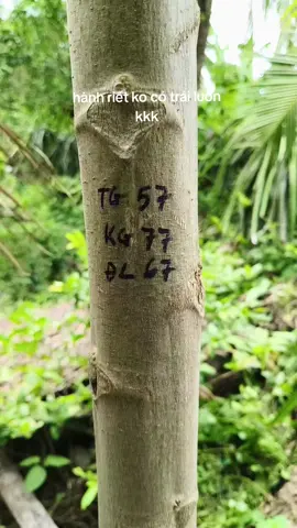 # Chủ nhật ngày 22 thg 6. Miền Nam. xu hướng.