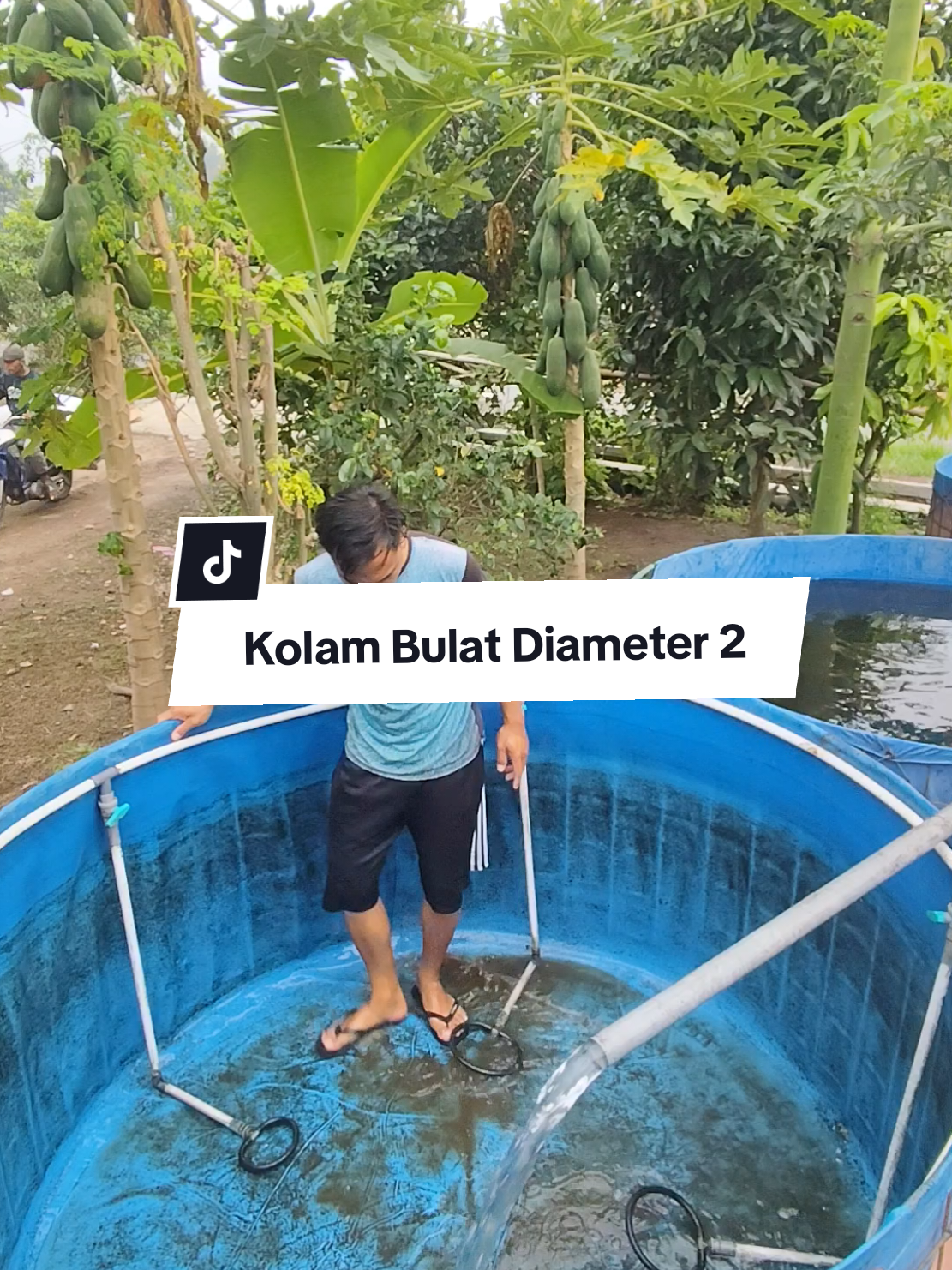 kolam terpal bulat punyaku ini sudah lebih dari  7 tahun alhamdulillah masih awet.. 😍👍 #budidayalele #fyp #kolamterpal #kolam #bioflok 