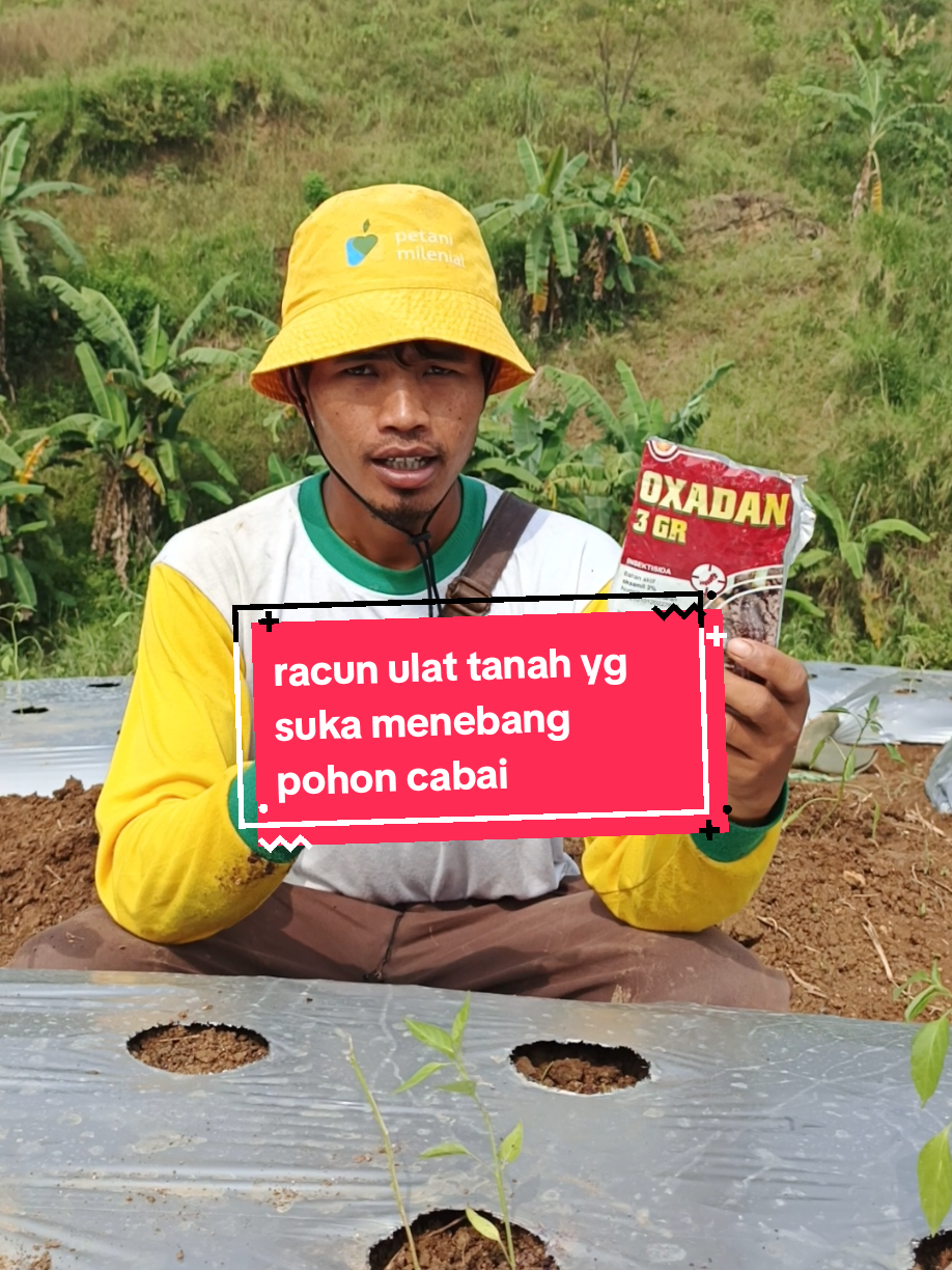 paling jengkel baru aja tanam besoknya cabai udah tumbang dimakan ulat tanahhh.. solusi terbik kendalikan dengan oxadan #fyp #oxadan