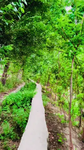 #pashtopoetry #foruyou #fyp #naturebeauty #naturevibes #nature 