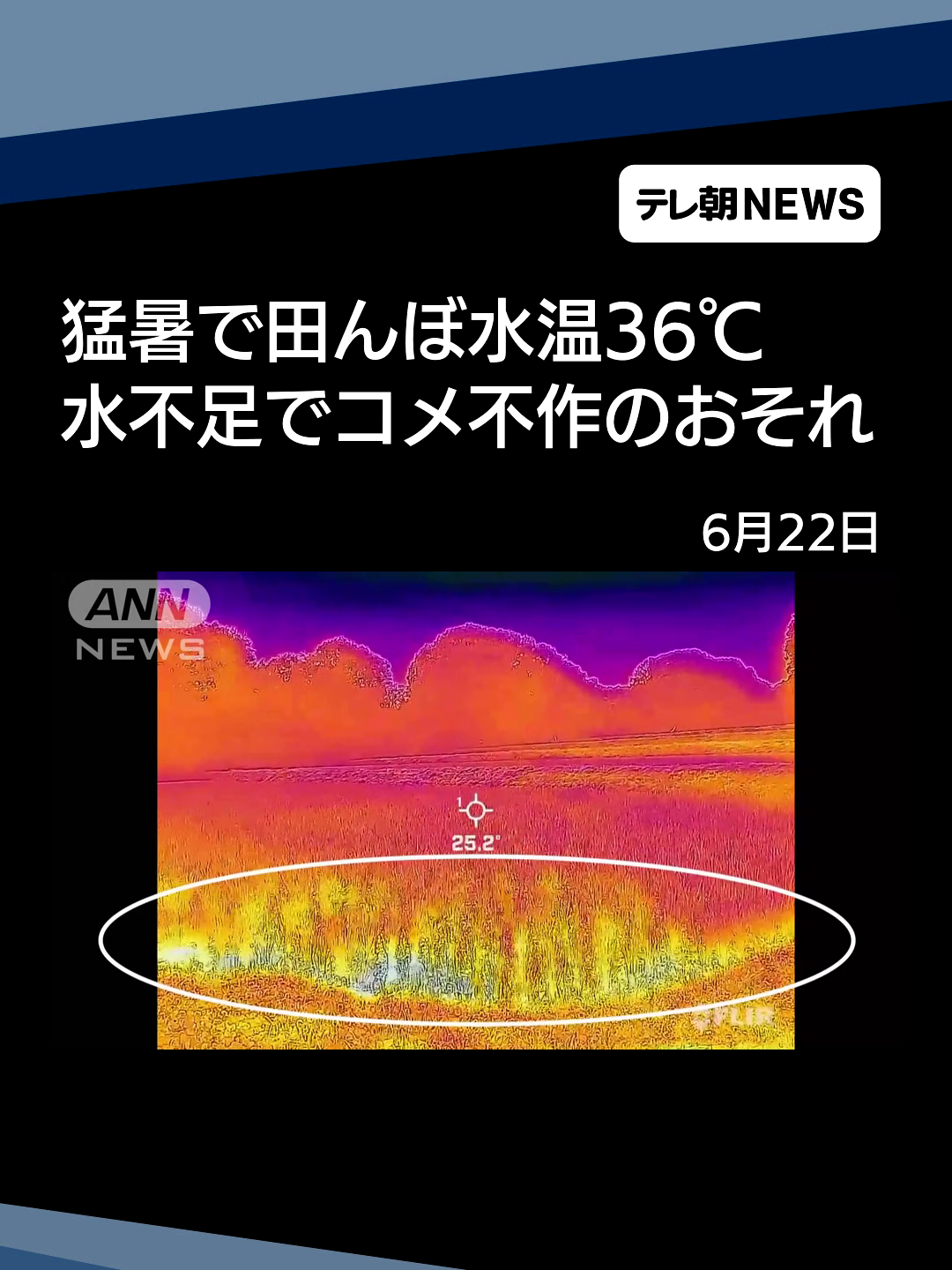 空梅雨で猛暑＆水不足の懸念　田んぼの水温36℃…農家「不作もあり得る」 #テレ朝NEWS #tiktokでニュース