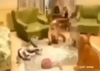 الله اكبر  																	 																	 #الأسلام #المسلمين #ميمز #شتبوستر_عظيم #شتبوستر #واعي #الانتشار_السريع_الطائف #الانتشارالسريع #الانتشار #السريع #foryou #fyp 