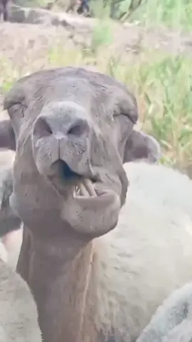 #goat #sheep #funny #foryoupage 