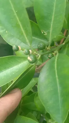 #creatorsearchinsights Lumang tiknik nila sa pagpapa bulaklak ng calamansi lalanggamin ang ating tanim#calamansi#pagkakaroonngbulaklak#mgabukona#fyp 
