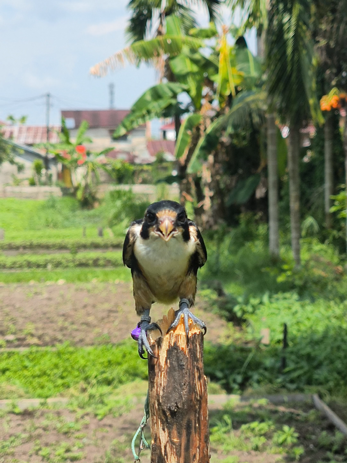 taning dulu guys😂 #alapalap #alapalapcapung #alcap #fyp #kingcio 