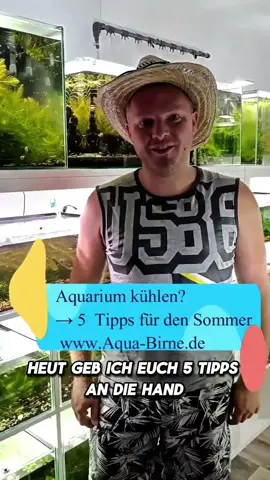 ▶️ 5 einfache Tipps: Aquarium im Sommer kühlen ❄️ Steigt die Wassertemperatur im Aquarium im Sommer auf über 28°C bzw. sogar nahe 30°C, kann das für Garnelen, Fische & Co schnell zum Problem werden. 🔥 Hitzestress vermeiden! Ich zeige 5 effektive Maßnahmen, mit denen du dein Aquarium abkühlen kannst. ✅ Tipps gegen Überhitzung im Aquarium  ✅ Kühlung mit Lüftern / Ventilatoren ✅ Verdunstungskälte clever nutzen ✅ Wärmeeintrag reduzieren durch Abdeckungen öffnen ✅ Temperatur stabil halten durch Wasserwechsel 💡Wichtig: Temperaturschwankungen kommen auch in der Natur vor, sollten aber nicht schlagartig passieren - weder durch zu kaltes Frischwasser noch durch direkte Sonneneinstrahlung. --- In meiner Aquarium Zuchtanlage kommt niemand ins Schwitzen, auch nicht meine Aquarienbewohner: Zwerggarnelen / Garnelen, Aquariumschnecken / Wasserschnecken, Krebse, Krabben, Fische,  Wasserpflanzen, Moose uvm... 🦐🌿 Aqua Birne Shop: Aqua - Birne . de 🐌🦞 ▶️ Folge mir gerne für mehr! Aquaristische Grüße Daniel Birnbaum, die Aqua Birne 🍐🤠👍 . . . #Aquarium #garnelen #garnelenaquarium #garnelenbecken #nanocube #nanoaquarium #neocaridina #caridina #aquascaping #garnelenzucht #zwerggarnelen #aquariumkühler #aquariumcooler #aquariumkühlung 