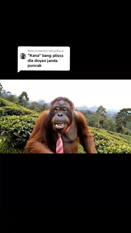 Membalas @idhoalfian2 Info janda gaess🤭 #orangutanvlog  #orangutanlucu  #googlegemini  #veo3 #viral #foryou #trending #fyp #puncakbogor 