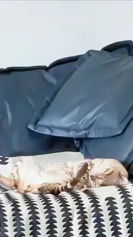 Cat doesn’t recognize its own tail.                                                #funny #cat #funnycat #cute #catlover #kitten #foryou 