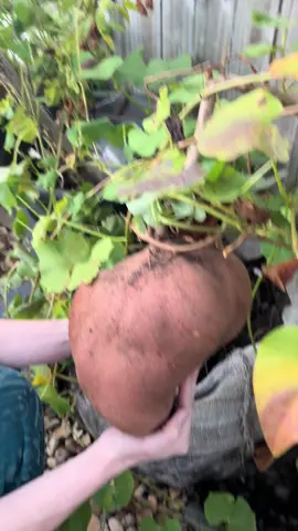 Giant sweet potato #sweetpotato #gardening 