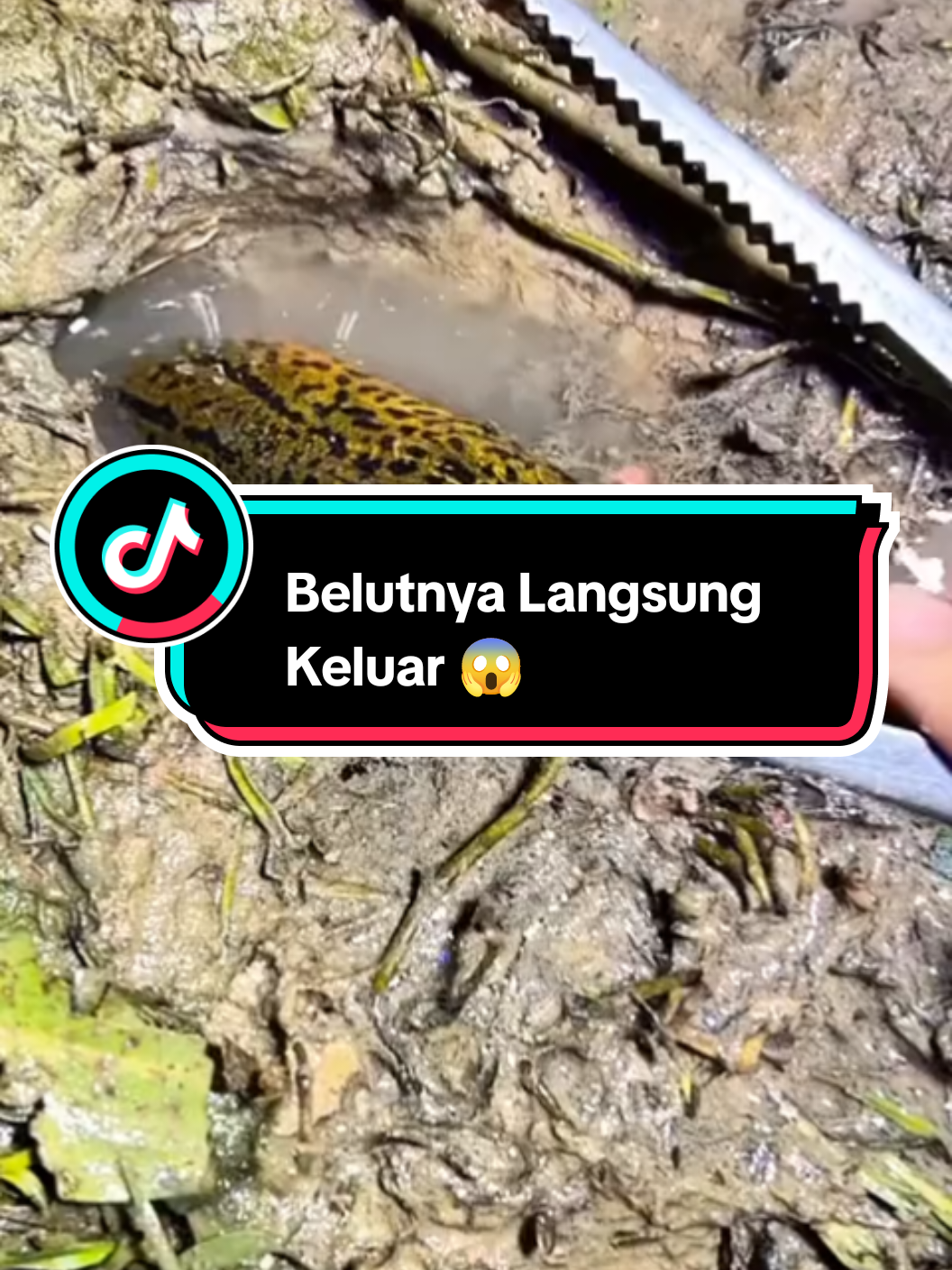 Cari BELUT Di SAWAH pakai Trik Jitu Langsung Keluar Belutnya 😱#mancingbelutmonster #belut #viral #belutbabon #belutmonster #fyp #mancingbelut #mancingbelutsawah #trending 