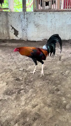 🍋#viral #foryoupage #trending #public #highlight #manok #newtrend #lemon 