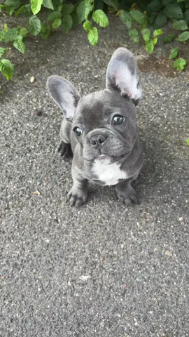 Dieser Blick. 🥰 #frenchie #frenchbulldog #puppy #baby #cutebaby #sweet #dog #dogsoftiktok 