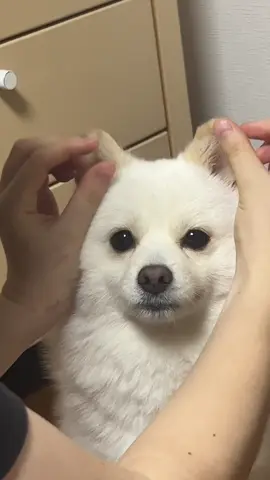 🐰🦭🐶 #ポメ柴 #ペットのいる暮らし #おすすめ #犬 #可愛い #fyp #犬のいる生活 