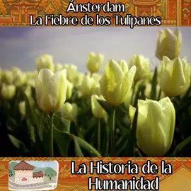😱😱LA FIEBRE DE LOS TULIPANES🤯🤯#historia #sociales #sociedad  #ciencia  #parati  #ingenieria  #tareas  #secundaria  #escuela  #bachillerato  #preparatoria  #bachillerato  #universidad  #risa  #humor  #estudio  #experimentos  #universo  #matematicas #fypシ
