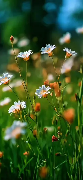 #chamomiles #wildflowers #flowers #livewallpaper #livewallpaper4k #壁紙4k #4kLiveWallpaperInTikTok #4kUltra #壁紙推薦#4klivewallpaper #livewallpaper8K #wallpaper #wallpapers #ライブ壁紙4K #8k #틱톡벽지#ផ្ទាំងរូបភាពផ្សាយបន្តផ្ទាល់4k #papeldeparedeaovivo #fonddécrananimé #hìnhnềnsống4k #живыеобои4k #아트월페이퍼 #5dlivewallpaper #zhivyye_oboi #خلفيةحية #動態壁紙 #wallpaperhidup4k #mobilelegends #живыеобои 