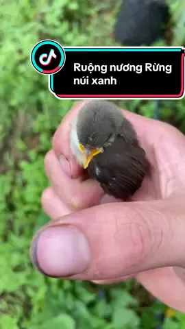 quê hương Yên Bình, đấy là họ nghĩ chứ thật ra cuộc sống vất vả lắm mọi người ạ🥵 #phunatruong #quehuong #thiennhien #yenbinh #quehuongvietnam #canhdepvietnam #xuhuongtiktok #cuocsong #rungnui #xuhuong #xh 