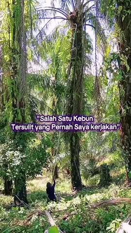 Bagian 15 | Medan terjal, buah berat, panas menyengat... Tapi kerja tetap lanjut! Ini salah satu kebun tersulit yang pernah saya panen. Lihat sendiri, buahnya sampai terjun ke bawah. 😅🔥 #panensawit #kebunsawit #vlogsawit #kerjakeras #hidupdikebun #fyp 