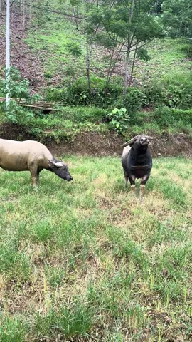 #choitrau #choitrautrungquoc 