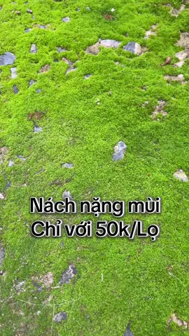 Cứu tinh khử mùi hôi nách,khử thâm hiệu quả#khumuihoinach #serum #serumkhumui #serumilux  @Trà My Shop☘️ 