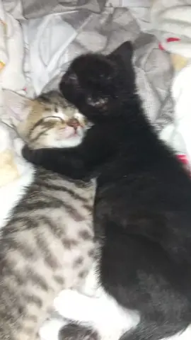 cute kittens sleep together #cat #kitten #cute #fyp 