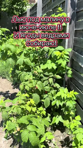 Подкорми этим малину и ягоды ведрами 🪣 собирать будешь! #лайфхак #огород #подкормка #малина #сад #LifeHack #полезно #советы 