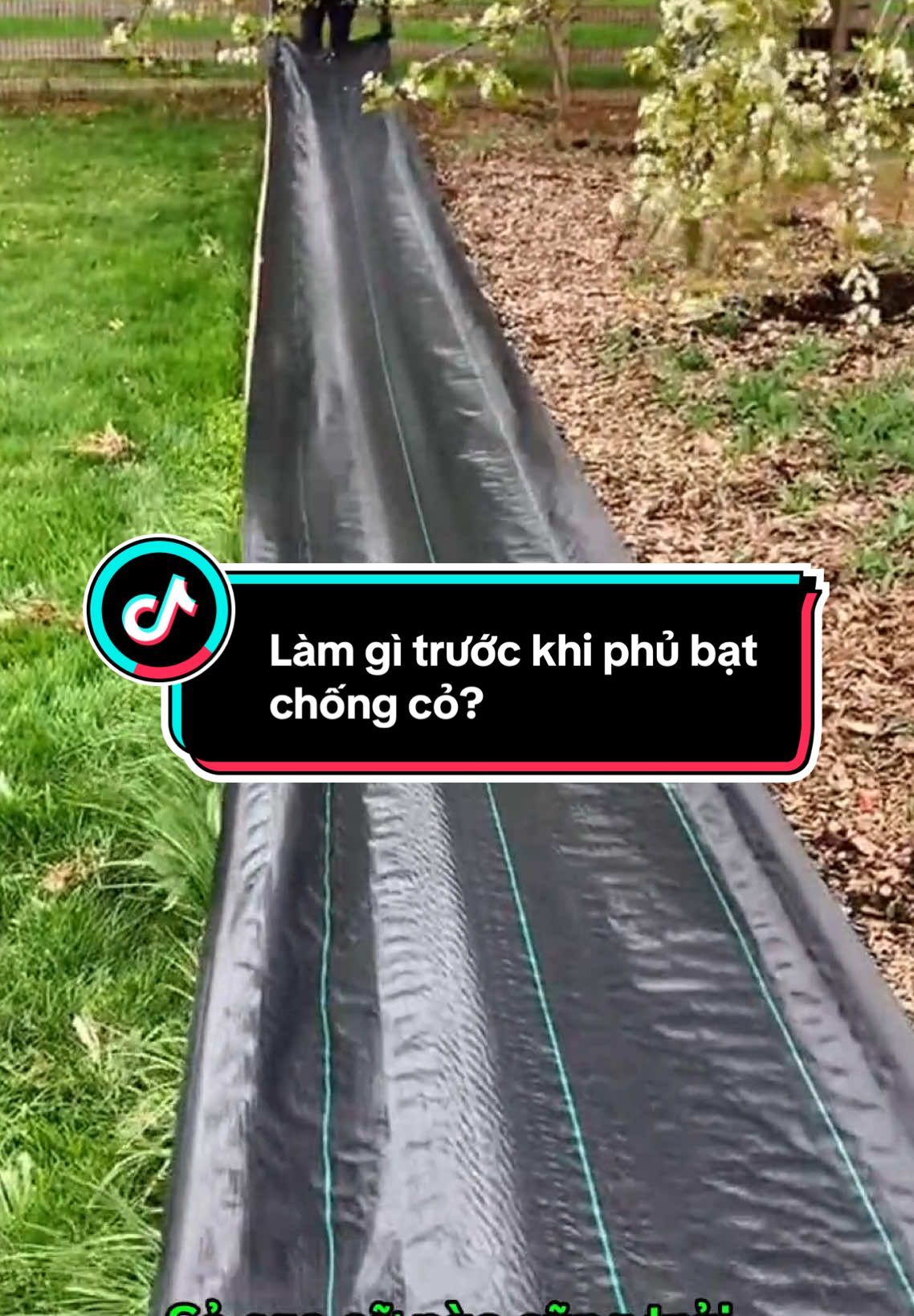 Dỏn cỏ trước hay trải thẳng lên trước khi phủ bạt phủ cỏ? #batphuco #nongdanviet #hoangdunggreen #xuhuong #nongnghiep #vattunongnghiep #batphuchongco 